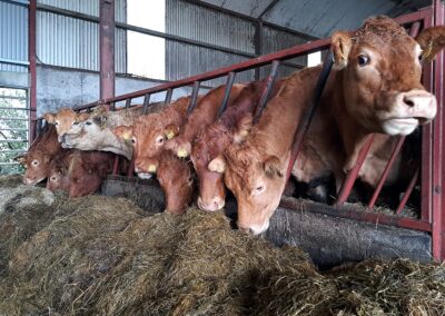 Happy Cattle